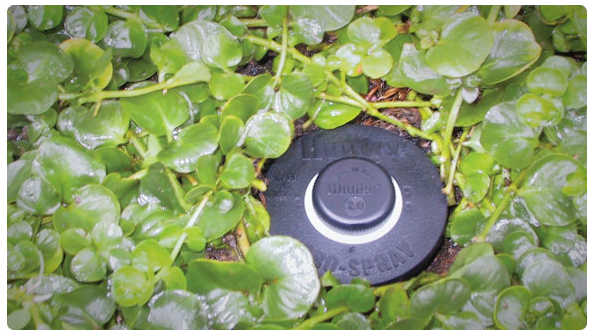 Inundadores - Imagen 2